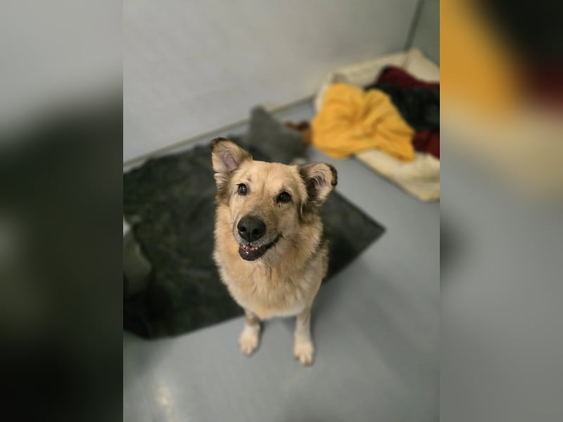 Alicia wartet sehnsüchtig auf ihre Menschen Alicia wartet sehnsüchtig auf ihre Menschen