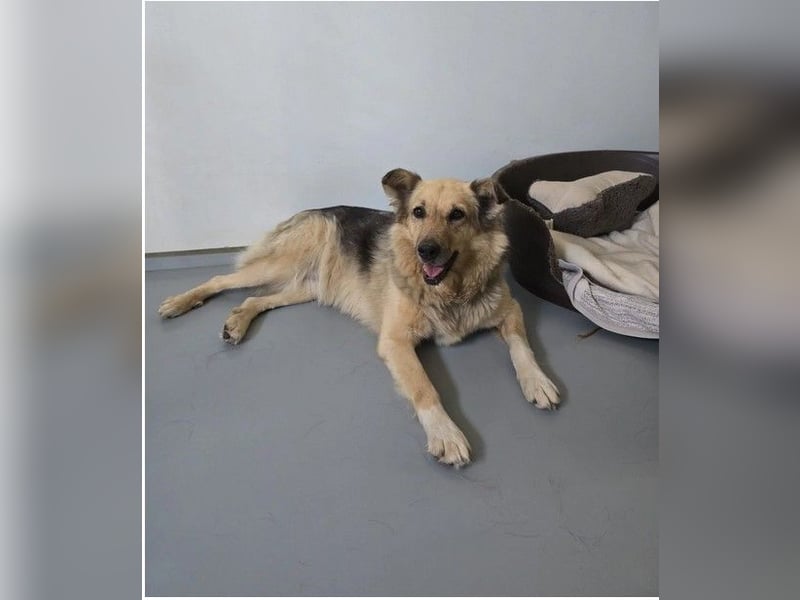 Alicia wartet sehnsüchtig auf ihre Menschen Alicia wartet sehnsüchtig auf ihre Menschen