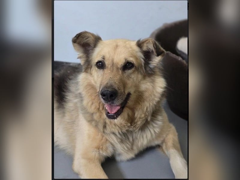 Alicia wartet sehnsüchtig auf ihre Menschen Alicia wartet sehnsüchtig auf ihre Menschen