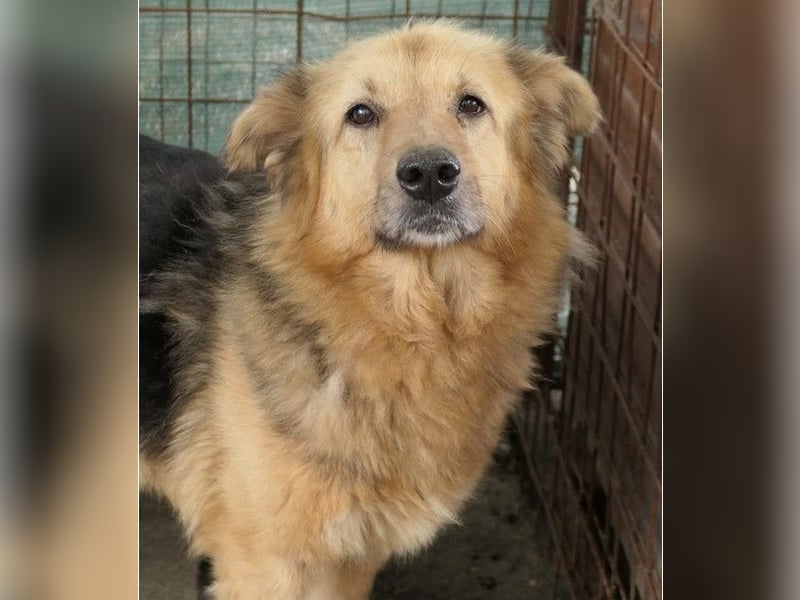 Alicia wartet sehnsüchtig auf ihre Menschen Alicia wartet sehnsüchtig auf ihre Menschen