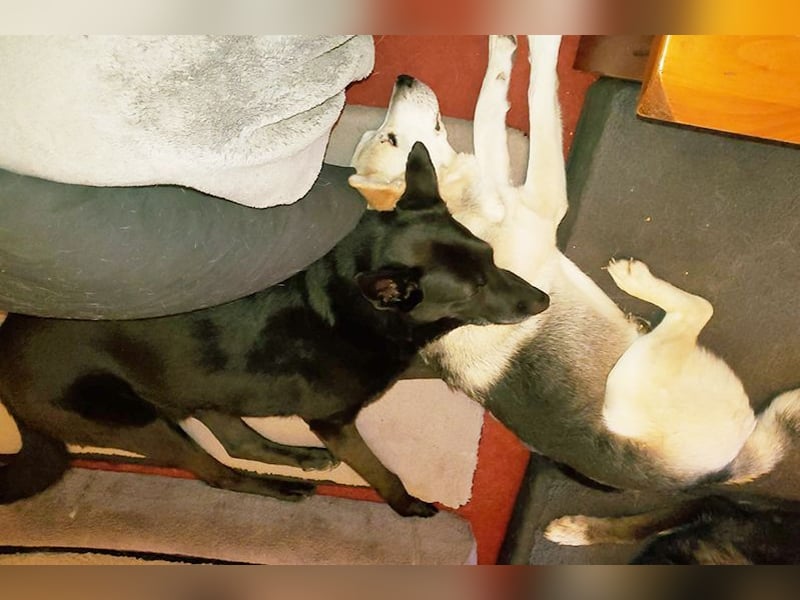 Pumba - besonders hübscher Labbimix