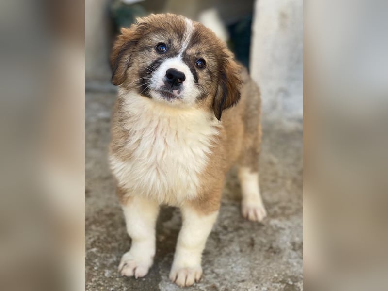 Suvi, geb. ca. 08/2025, lebt in GRIECHENLAND, im städt. Tierheim Serres