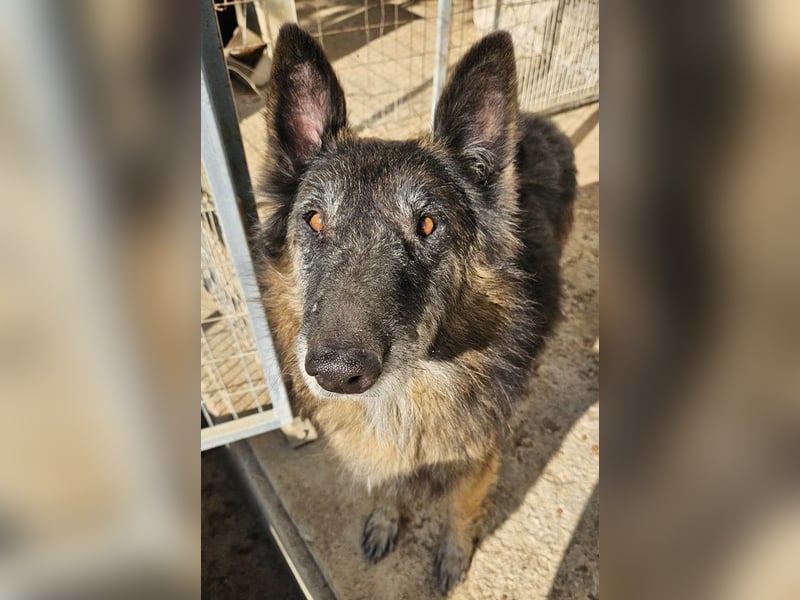 Faxe, geb. ca. 11/2017, lebt in GRIECHENLAND, im städt. Tierheim Serres