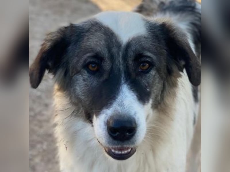 Ravli, geb. ca. 12/2024, lebt in GRIECHENLAND, im städt. Tierheim Serres