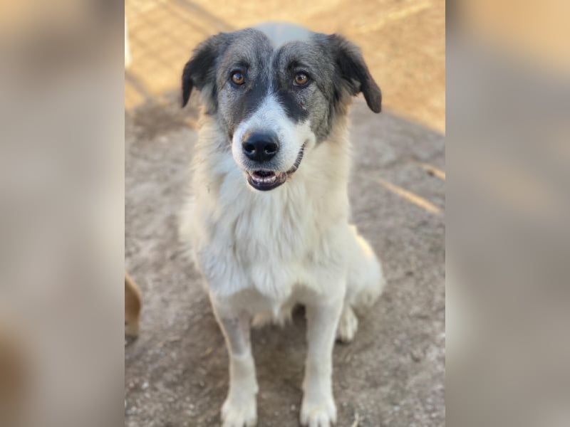 Ravli, geb. ca. 12/2024, lebt in GRIECHENLAND, im städt. Tierheim Serres