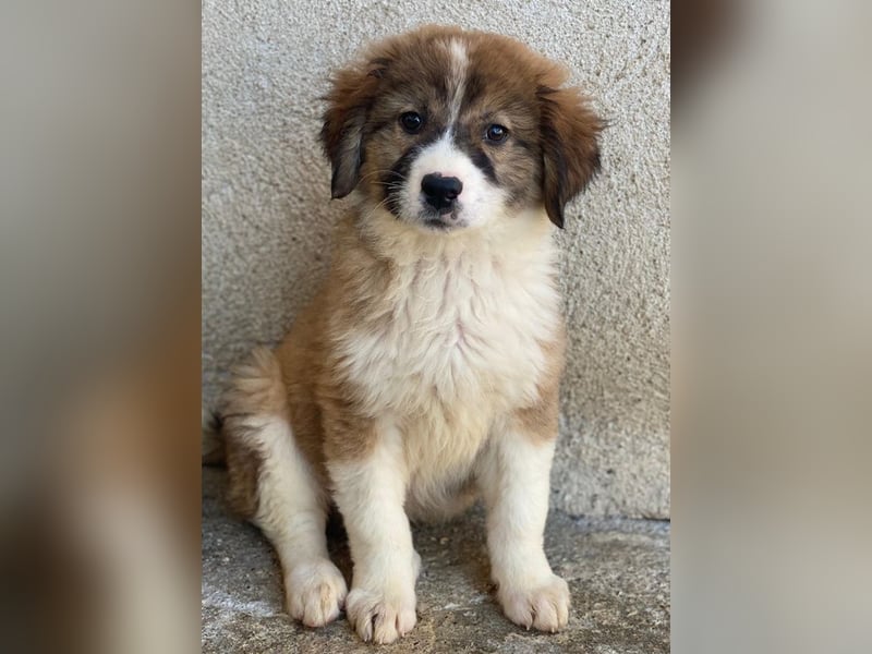 Suvi, geb. ca. 08/2025, lebt in GRIECHENLAND, im städt. Tierheim Serres