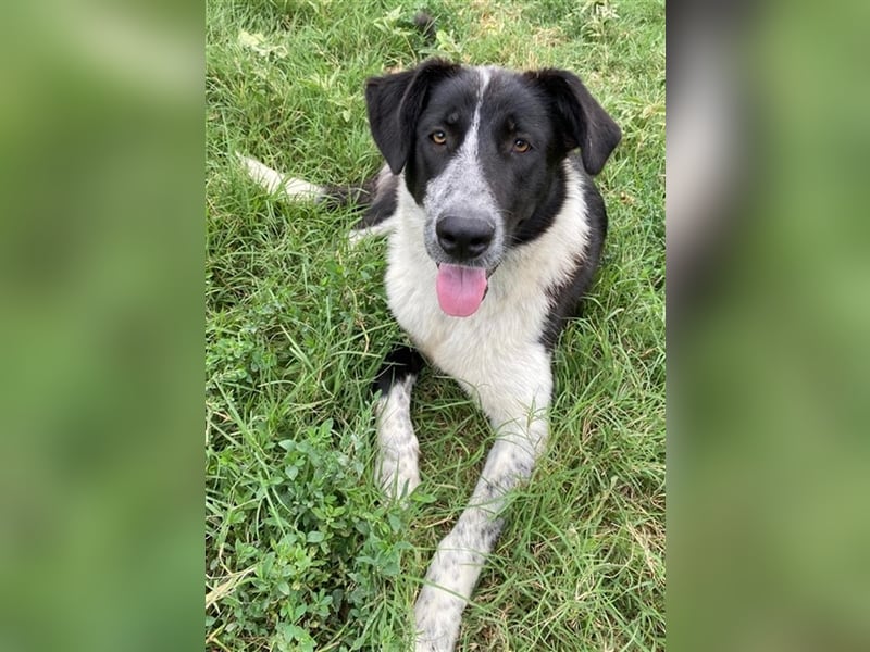 Baneike, geb. ca. 09/2022, lebt in GRIECHENLAND, im städt. Tierheim Serres