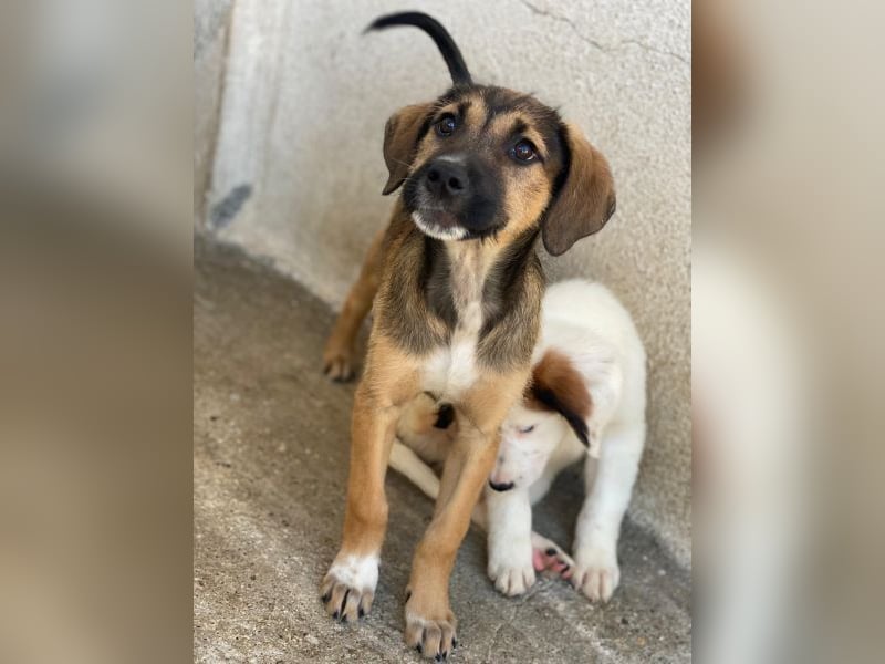 Tayachen, geb. ca. 07/2025, lebt in GRIECHENLAND, im städt. Tierheim Serres