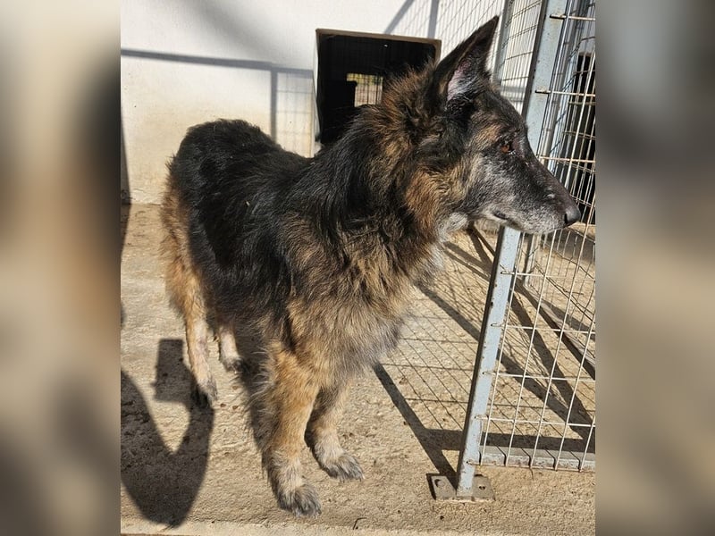 Faxe, geb. ca. 11/2017, lebt in GRIECHENLAND, im städt. Tierheim Serres