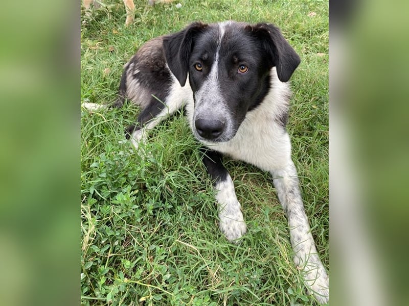 Baneike, geb. ca. 09/2022, lebt in GRIECHENLAND, im städt. Tierheim Serres