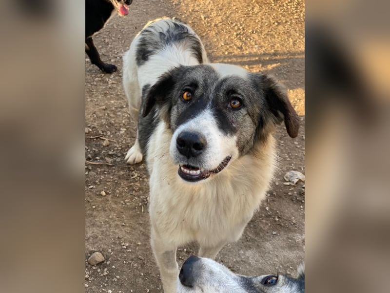 Ravli, geb. ca. 12/2024, lebt in GRIECHENLAND, im städt. Tierheim Serres