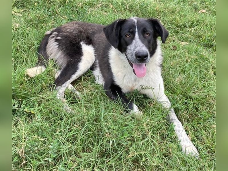 Baneike, geb. ca. 09/2022, lebt in GRIECHENLAND, im städt. Tierheim Serres