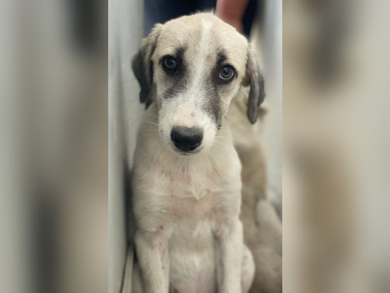 Maliya, geb. ca. 04/2025, lebt in GRIECHENLAND, auf einer privaten Pflegestelle