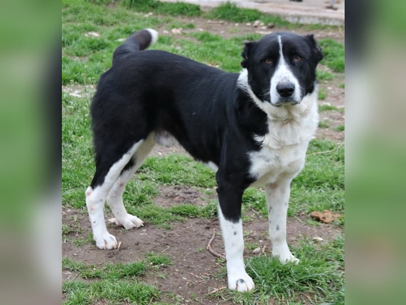 Eddy, geb. ca. 01/2018, lebt in GRIECHENLAND, im städt. Tierheim Serres