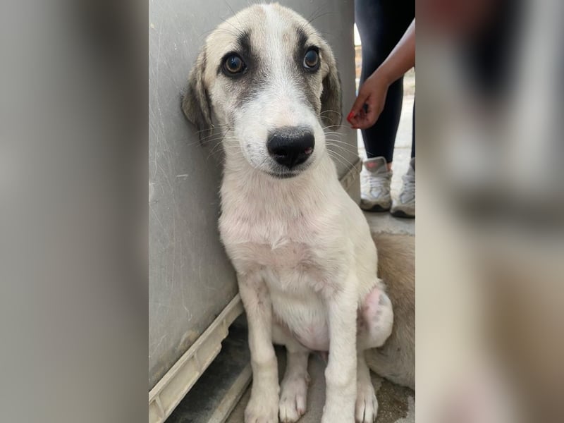 Maliya, geb. ca. 04/2025, lebt in GRIECHENLAND, auf einer privaten Pflegestelle