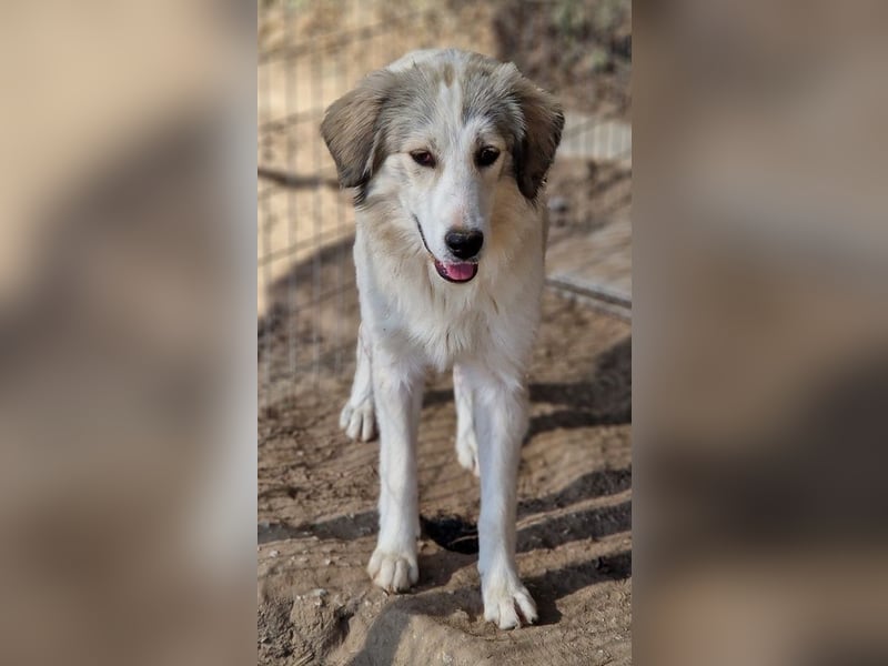 Shirin, geb. ca. 02/2024, lebt in GRIECHENLAND, im städt. Tierheim Serres