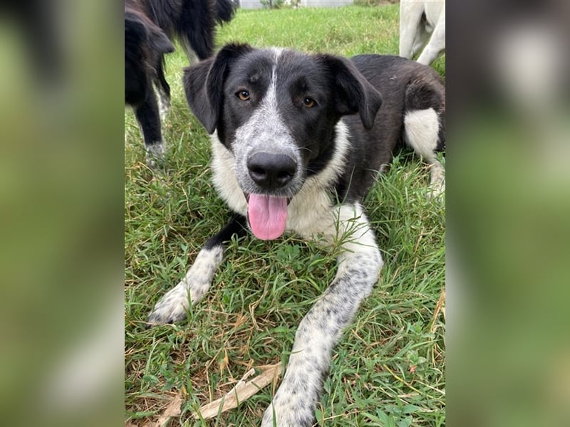 Baneike, geb. ca. 09/2022, lebt in GRIECHENLAND, im städt. Tierheim Serres