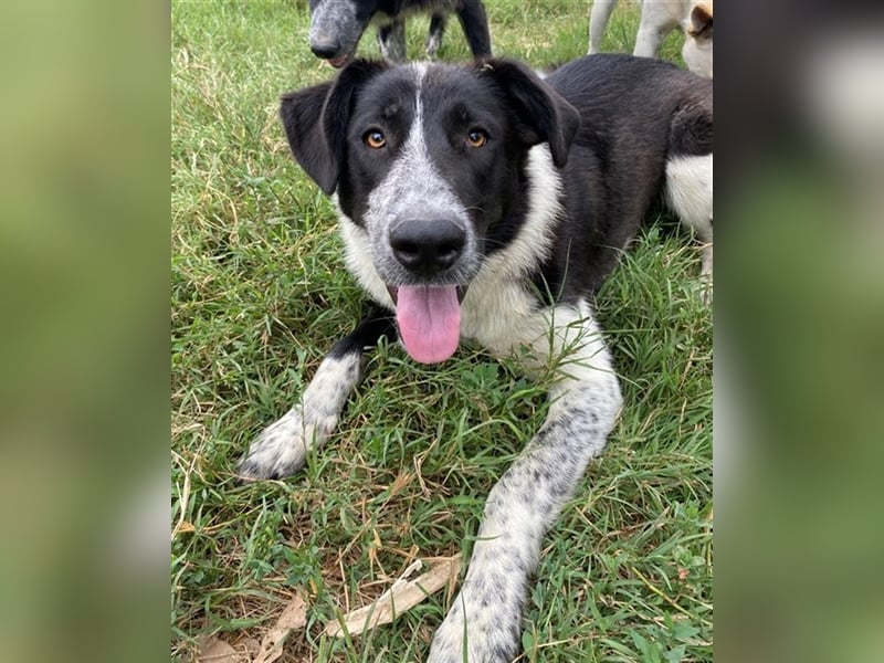 Baneike, geb. ca. 09/2022, lebt in GRIECHENLAND, im städt. Tierheim Serres