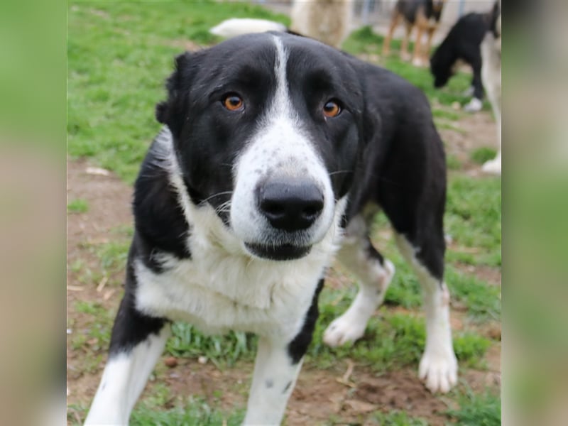 Eddy, geb. ca. 01/2018, lebt in GRIECHENLAND, im städt. Tierheim Serres