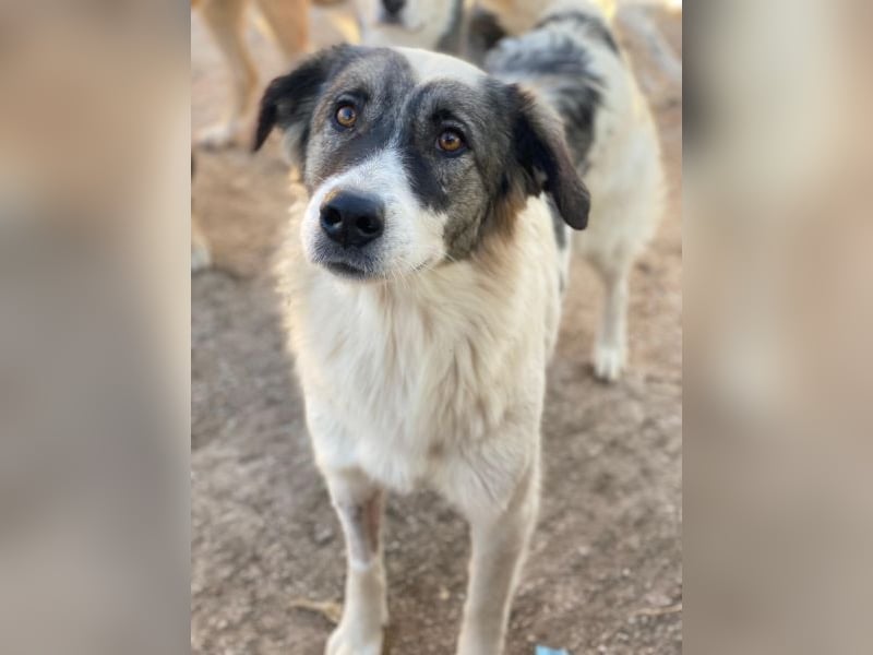 Ravli, geb. ca. 12/2024, lebt in GRIECHENLAND, im städt. Tierheim Serres