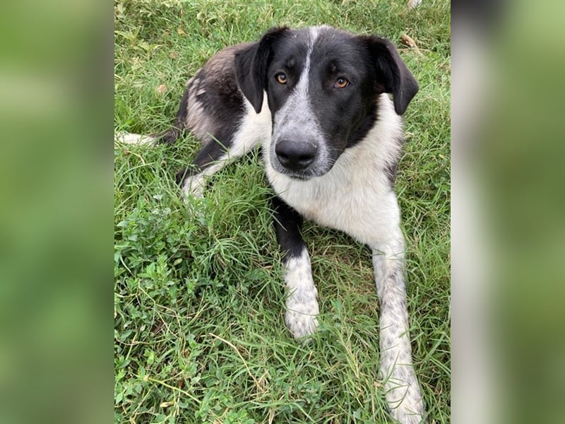 Baneike, geb. ca. 09/2022, lebt in GRIECHENLAND, im städt. Tierheim Serres