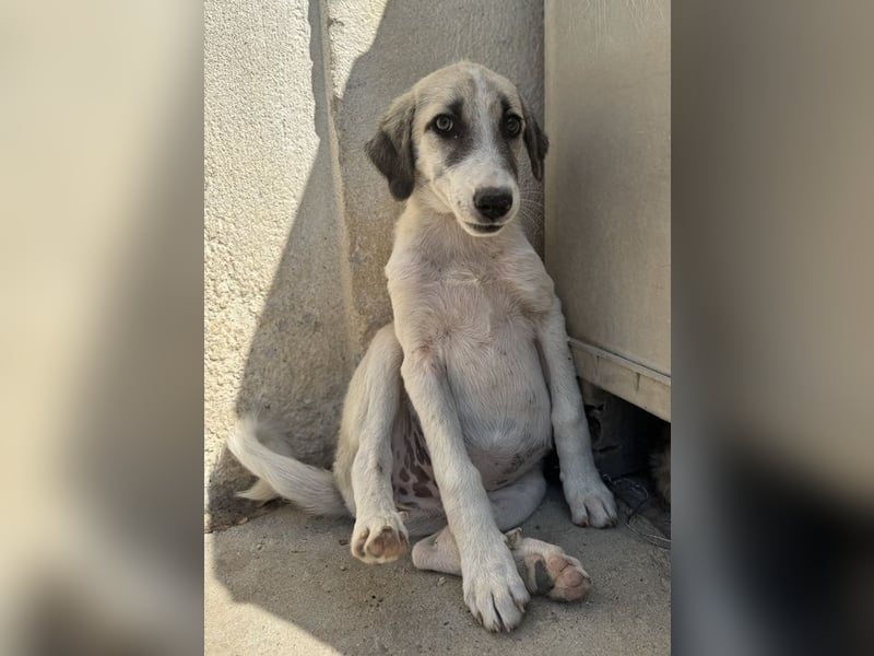 Maliya, geb. ca. 04/2025, lebt in GRIECHENLAND, auf einer privaten Pflegestelle