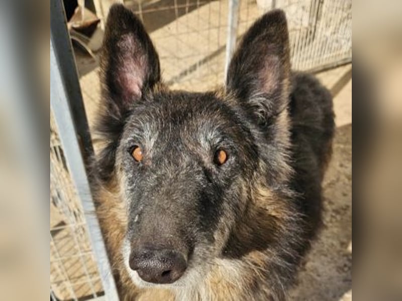 Faxe, geb. ca. 11/2017, lebt in GRIECHENLAND, im städt. Tierheim Serres