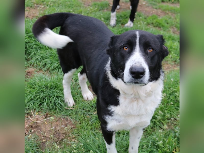 Eddy, geb. ca. 01/2018, lebt in GRIECHENLAND, im städt. Tierheim Serres