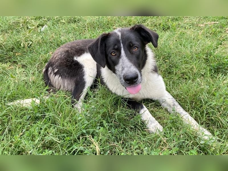 Baneike, geb. ca. 09/2022, lebt in GRIECHENLAND, im städt. Tierheim Serres