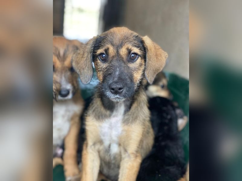 Tayachen, geb. ca. 07/2025, lebt in GRIECHENLAND, im städt. Tierheim Serres