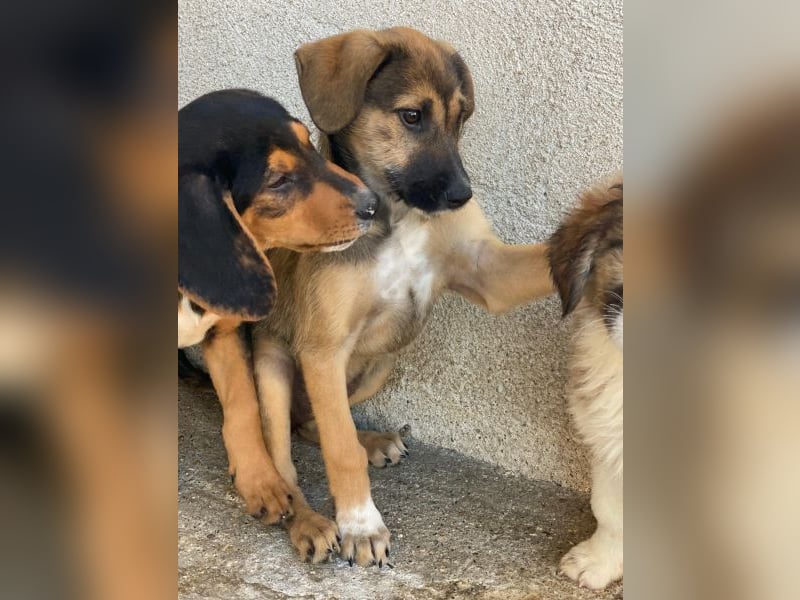 Tayachen, geb. ca. 07/2025, lebt in GRIECHENLAND, im städt. Tierheim Serres