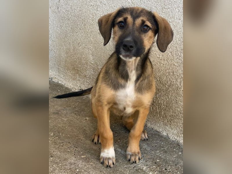 Tayachen, geb. ca. 07/2025, lebt in GRIECHENLAND, im städt. Tierheim Serres