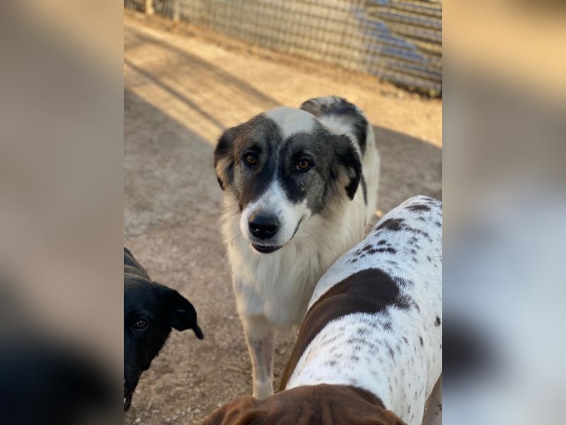 Ravli, geb. ca. 12/2024, lebt in GRIECHENLAND, im städt. Tierheim Serres