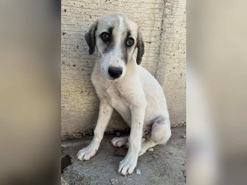 Maliya, geb. ca. 04/2025, lebt in GRIECHENLAND, auf einer privaten Pflegestelle