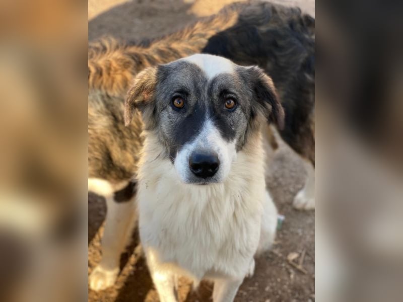 Ravli, geb. ca. 12/2024, lebt in GRIECHENLAND, im städt. Tierheim Serres