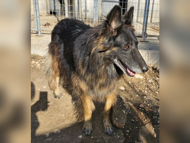 Faxe, geb. ca. 11/2017, lebt in GRIECHENLAND, im städt. Tierheim Serres