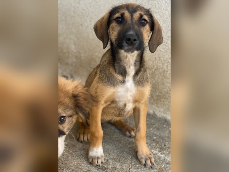 Tayachen, geb. ca. 07/2025, lebt in GRIECHENLAND, im städt. Tierheim Serres