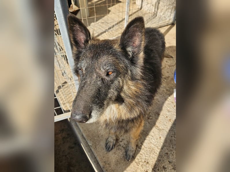Faxe, geb. ca. 11/2017, lebt in GRIECHENLAND, im städt. Tierheim Serres