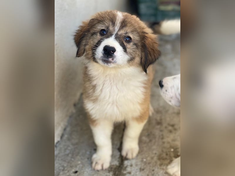 Suvi, geb. ca. 08/2025, lebt in GRIECHENLAND, im städt. Tierheim Serres