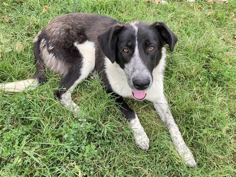 Baneike, geb. ca. 09/2022, lebt in GRIECHENLAND, im städt. Tierheim Serres