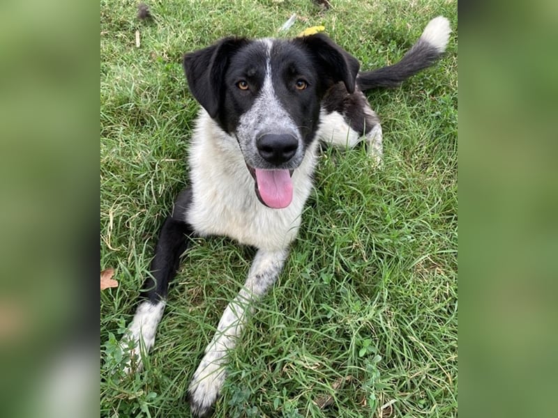 Baneike, geb. ca. 09/2022, lebt in GRIECHENLAND, im städt. Tierheim Serres