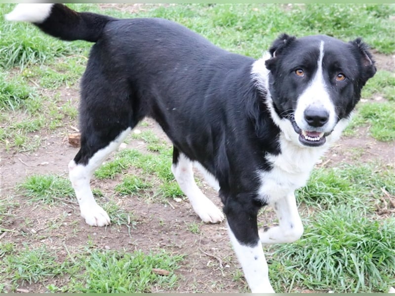 Eddy, geb. ca. 01/2018, lebt in GRIECHENLAND, im städt. Tierheim Serres