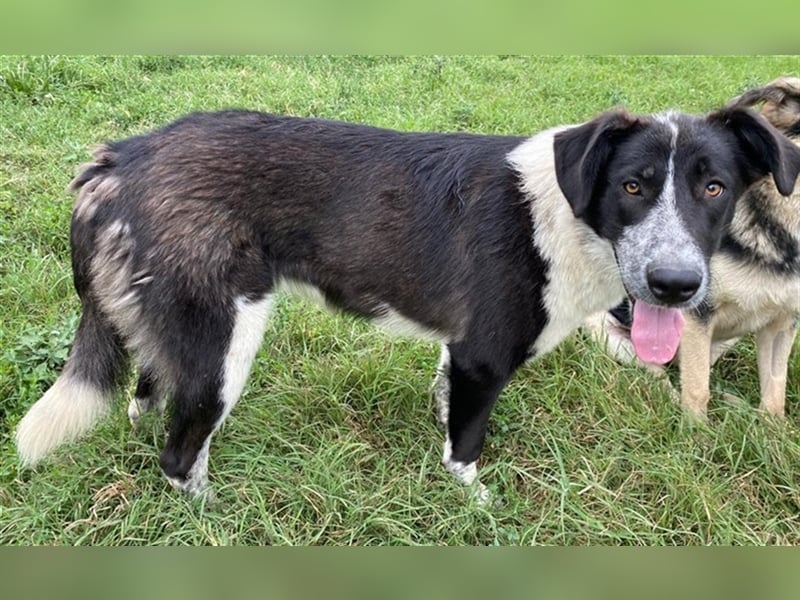 Baneike, geb. ca. 09/2022, lebt in GRIECHENLAND, im städt. Tierheim Serres