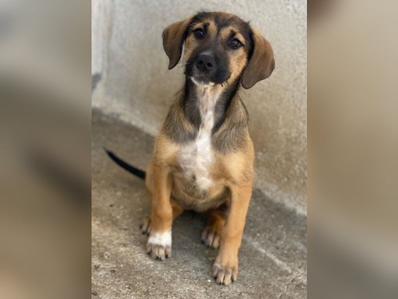 Tayachen, geb. ca. 07/2025, lebt in GRIECHENLAND, im städt. Tierheim Serres