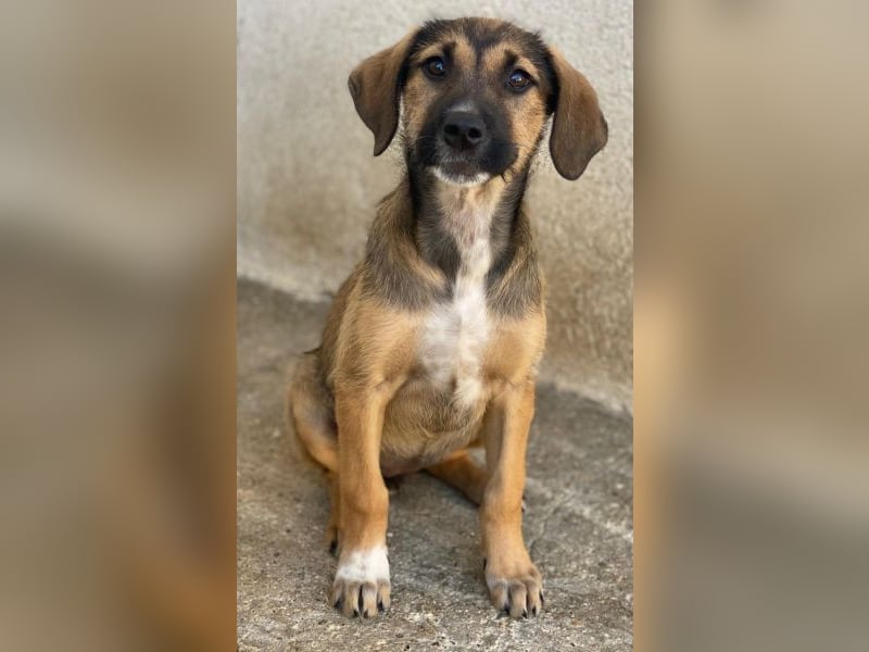 Tayachen, geb. ca. 07/2025, lebt in GRIECHENLAND, im städt. Tierheim Serres