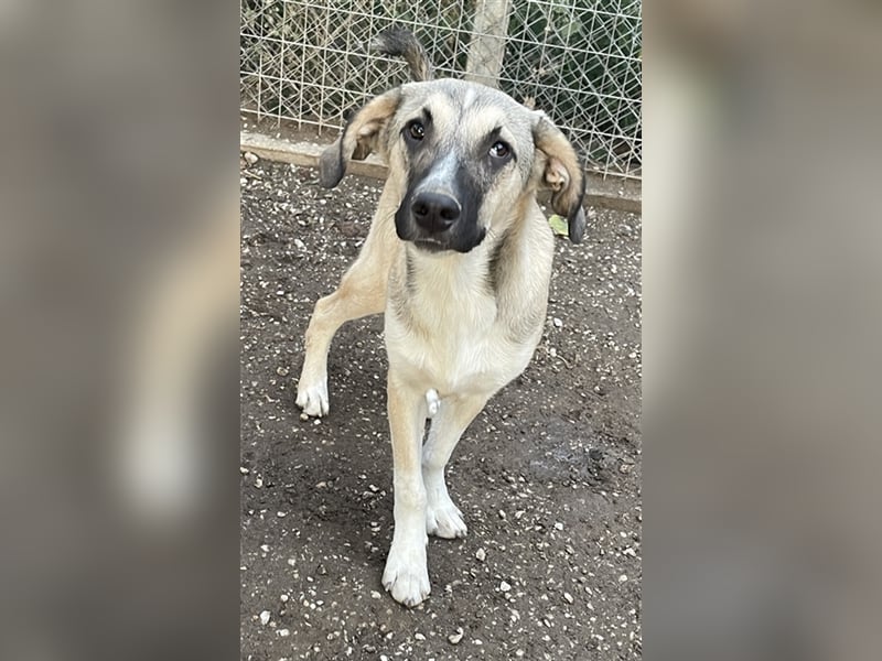 Peterchen, geb. ca. 03/2023, lebt in GRIECHENLAND, im städt. Tierheim Serres