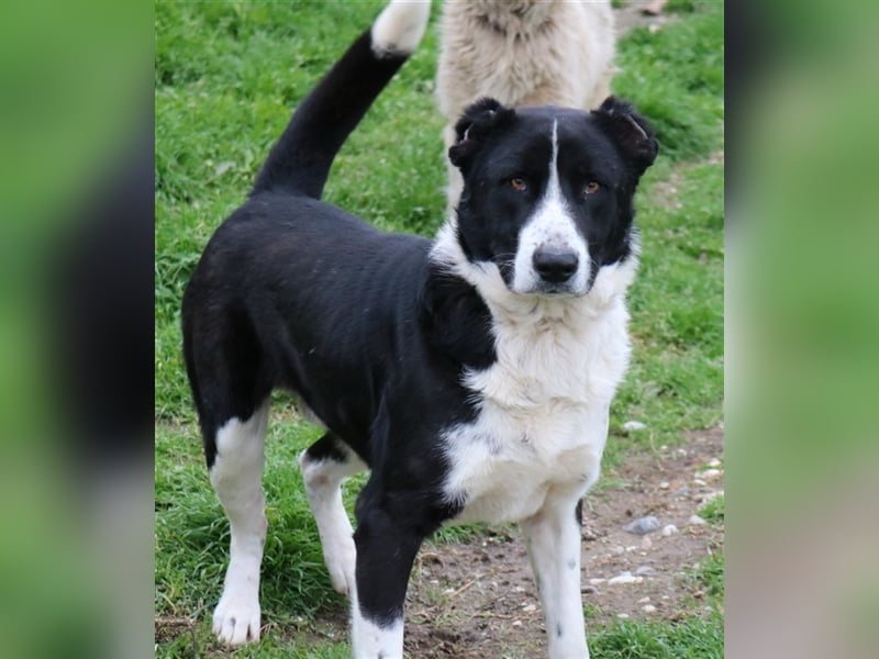 Eddy, geb. ca. 01/2018, lebt in GRIECHENLAND, im städt. Tierheim Serres