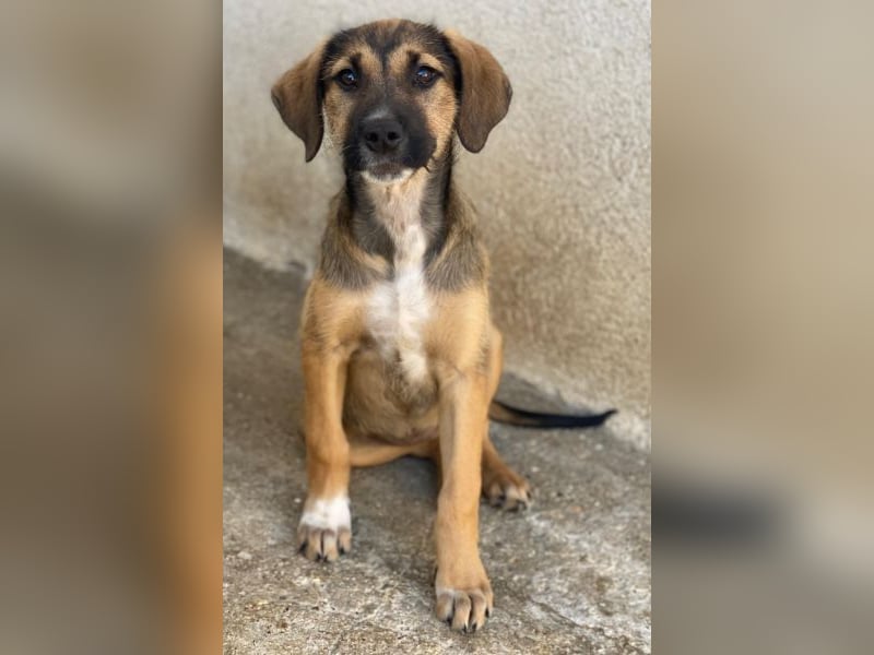 Tayachen, geb. ca. 07/2025, lebt in GRIECHENLAND, im städt. Tierheim Serres