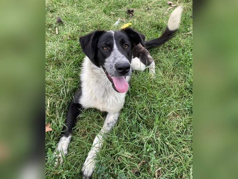 Baneike, geb. ca. 09/2022, lebt in GRIECHENLAND, im städt. Tierheim Serres