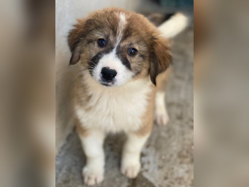 Suvi, geb. ca. 08/2025, lebt in GRIECHENLAND, im städt. Tierheim Serres